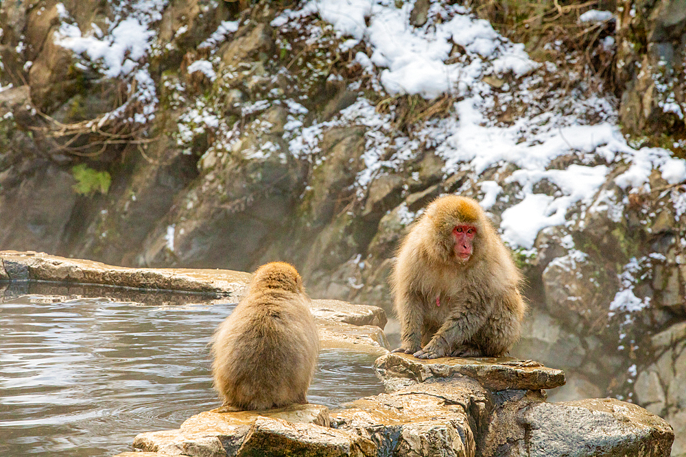 Snow Monkeys at Snow Monkey Park, Jigokudani, Nagano Prefecture, Honshu, Japan, Asia