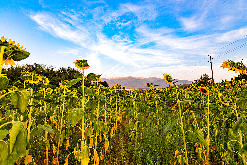 Sunflower fields near Rila, Bulgaria, Europe