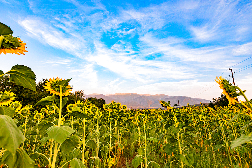 Sunflower fields near Rila, Bulgaria, Europe