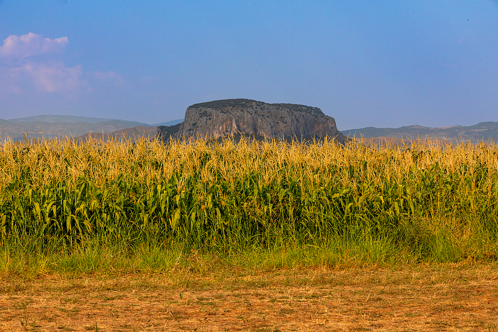 Landscape orientation view of a cornfield with a large flat-topped rock formation in the distance under a clear summer sky, Meteora, Thessaly, Greece.
