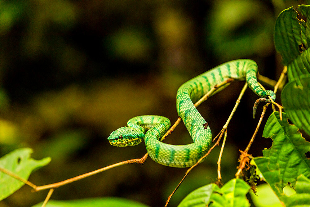 Green tree pit viper in Gunung Mulu National Park, Malaysia, Borneo, Southeast Asia, Asia