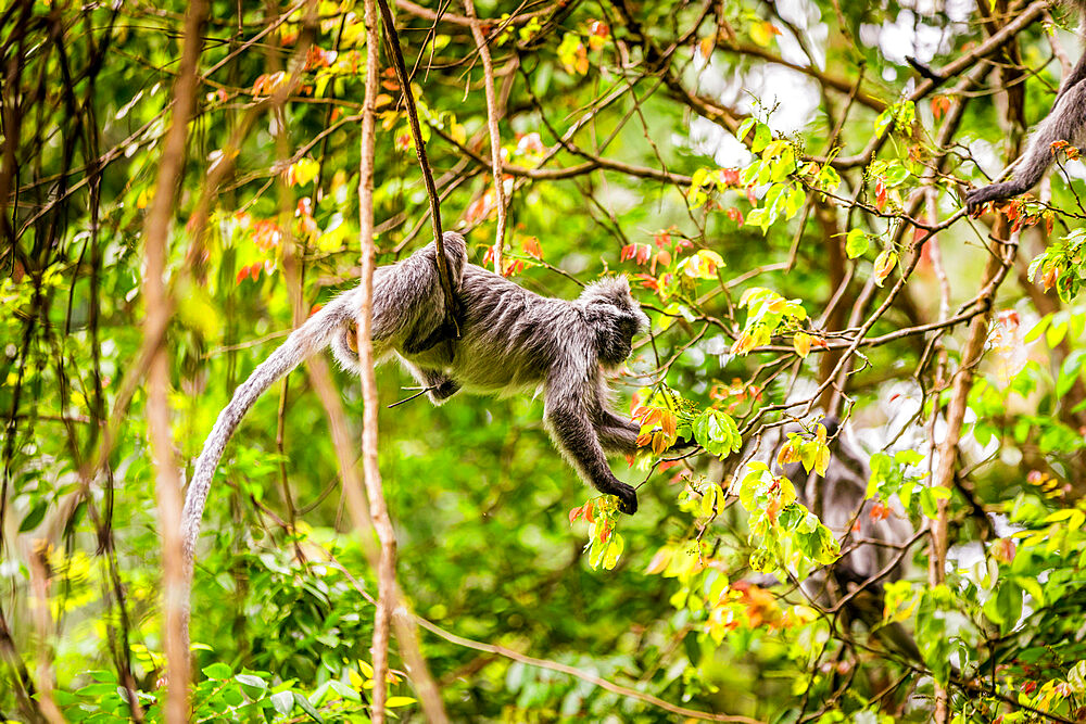 Macaque monkey in Bako National Park, Kuching, Sarawak, Borneo, Malaysia, Southeast Asia, Asia