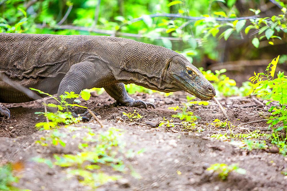 Komodo dragons on Komodo Island, Komodo National Park, Indonesia, Southeast Asia, Asia