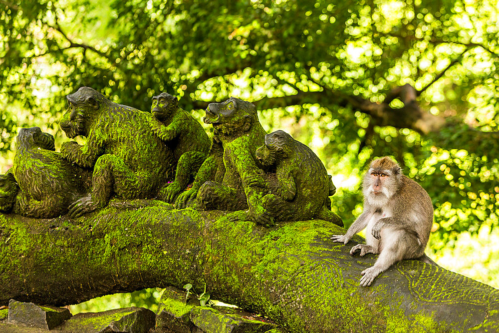 Sacred Monkey Forest in Ubud, Bali, Indonesia, Southeast Asia, Asia