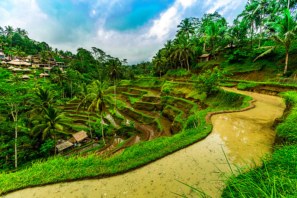 Tegallalang Rice Terrace in Bali, Indonesia, Southeast Asia, Asia