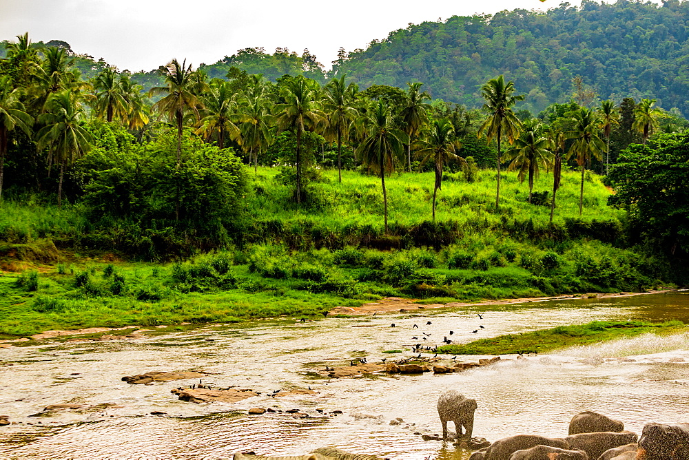 Elephants in Pinnawala, Sri Lanka, Asia