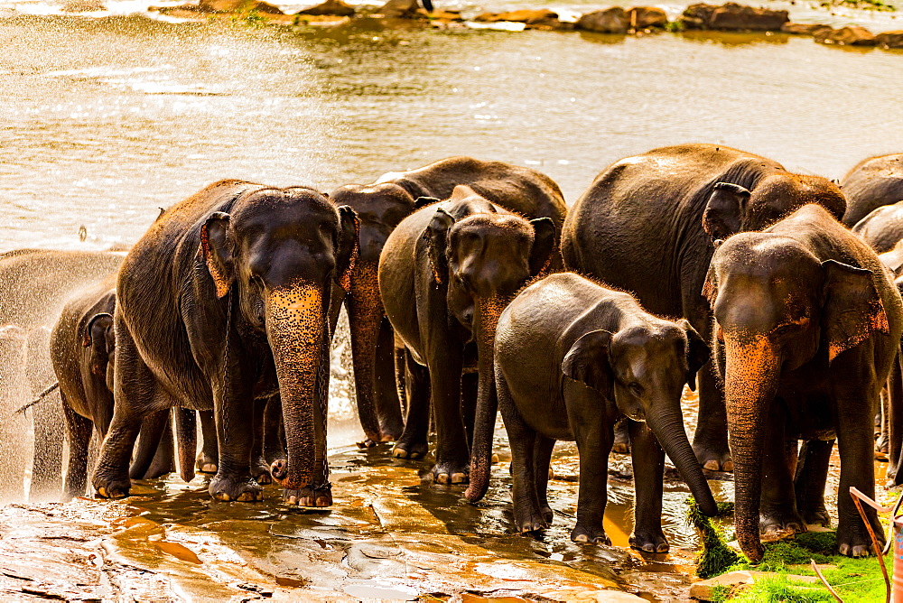 Elephants in Pinnawala, Sri Lanka, Asia