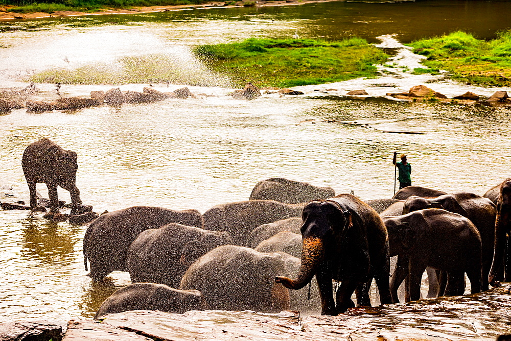 Elephants in Pinnawala, Sri Lanka, Asia