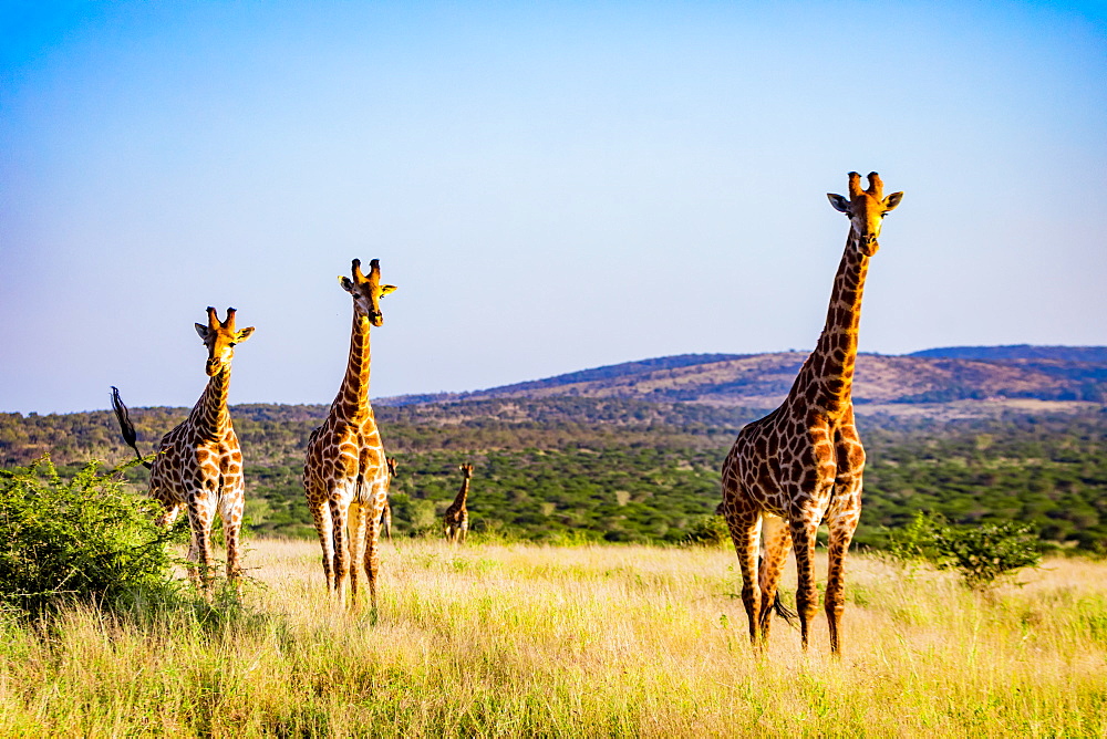 Giraffe (Giraffa camelopardalis), Zululand, South Africa, Africa