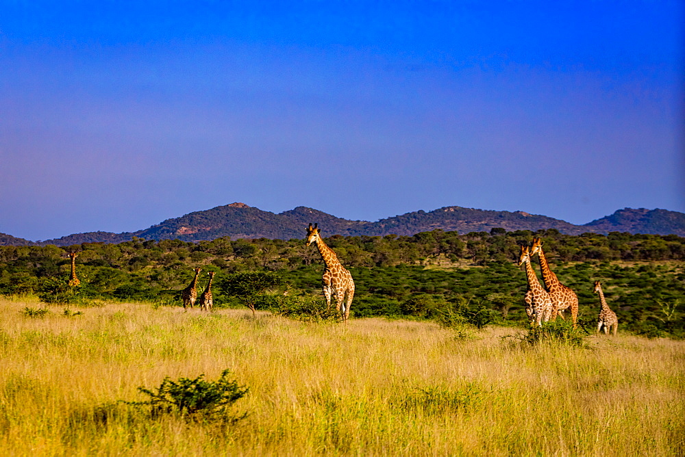 Giraffe (Giraffa camelopardalis), Zululand, South Africa, Africa