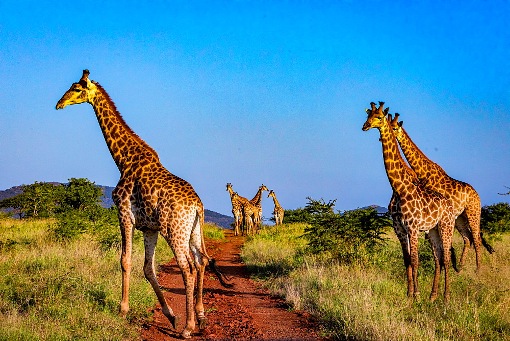 Giraffe (Giraffa camelopardalis), Zululand, South Africa, Africa