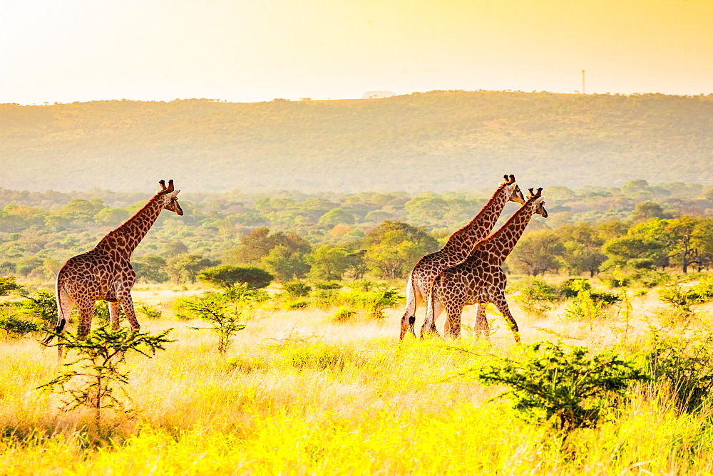 Giraffe (Giraffa camelopardalis), Zululand, South Africa, Africa