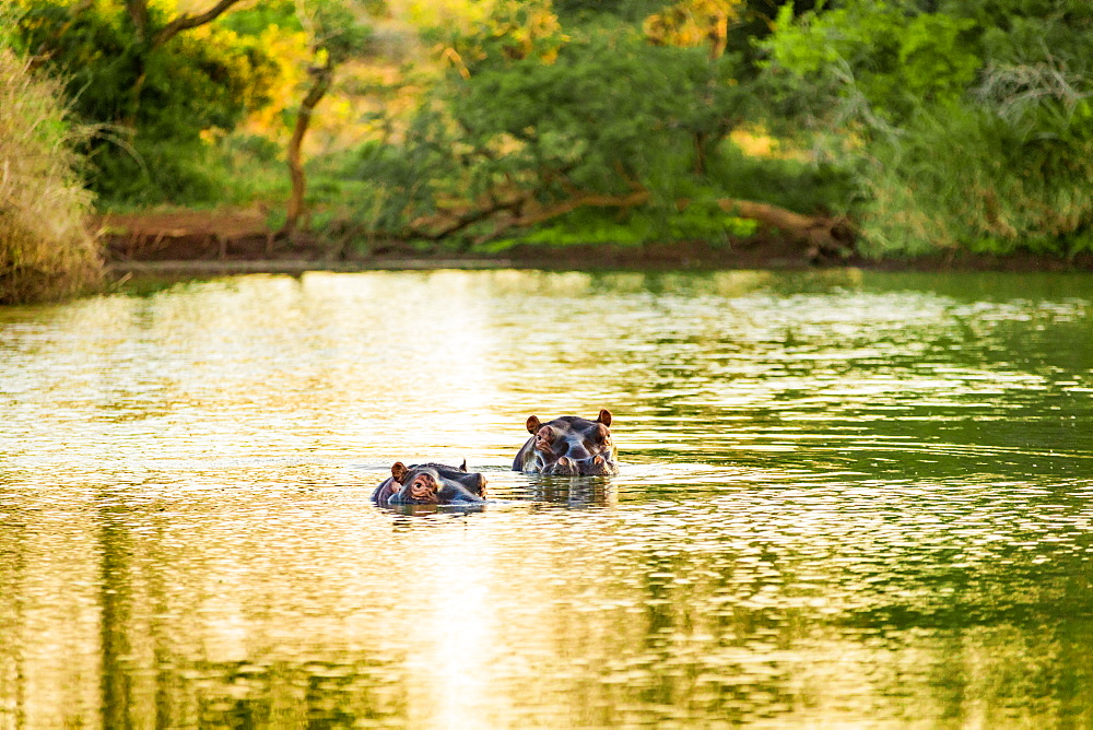 Hippopotamus (Hippopotamus amphibius), Zululand, South Africa, Africa