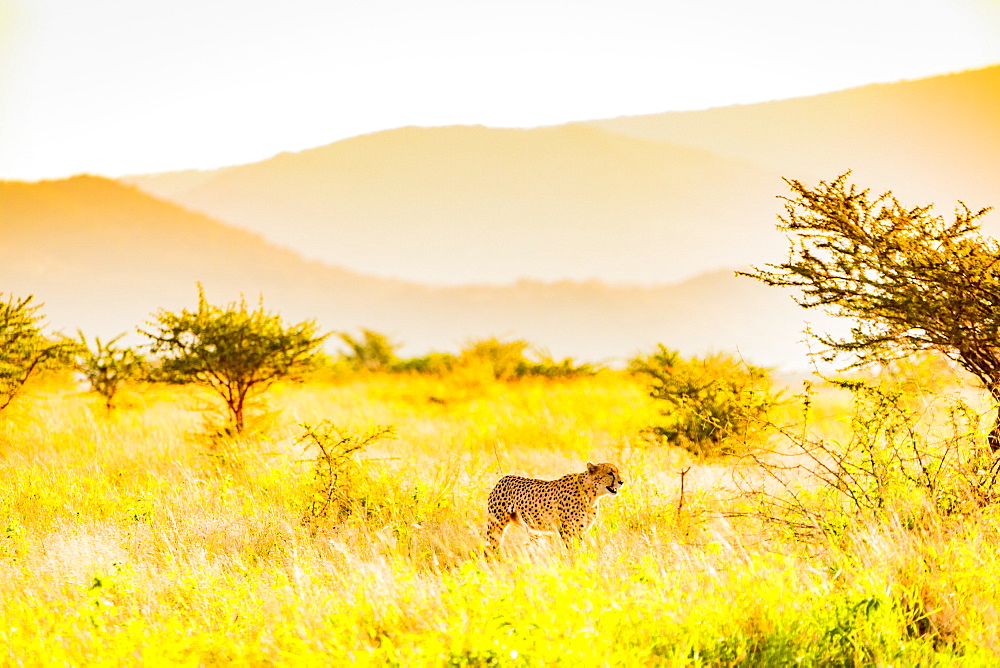 Cheetah (Acinonyx jubatus), Zululand, South Africa, Africa