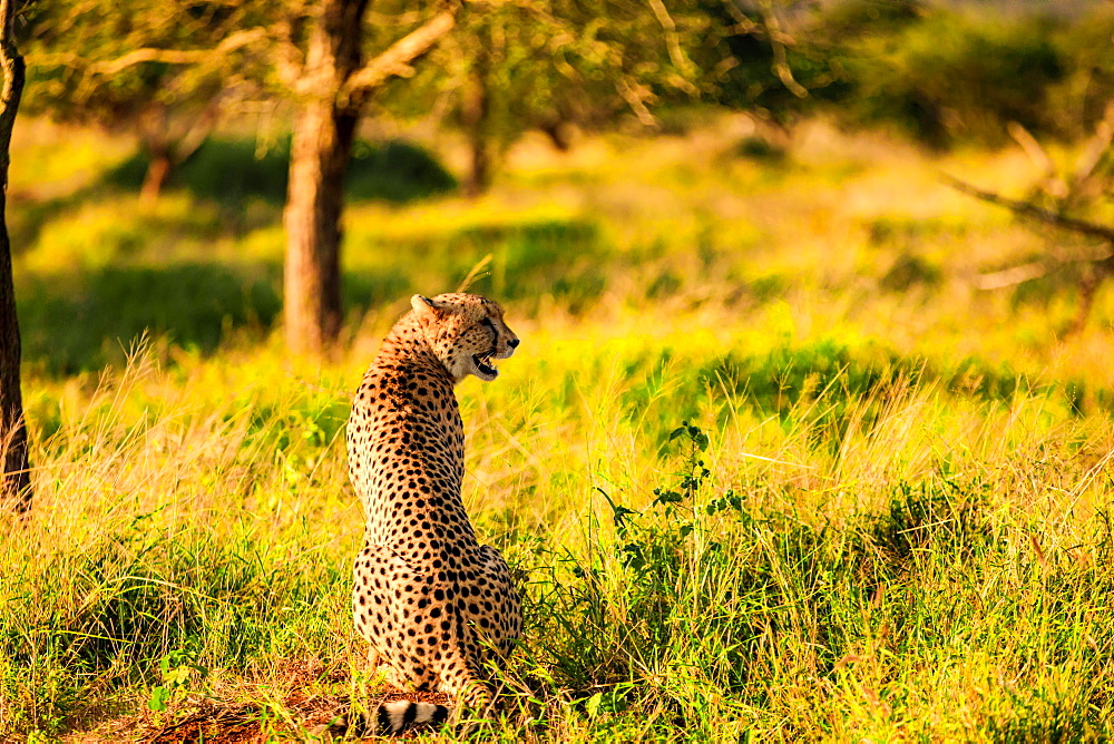 Cheetah (Acinonyx jubatus), Zululand, South Africa, Africa