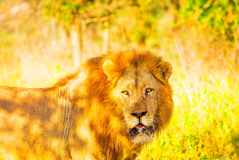 Lion (Panthera leo), Zululand, South Africa, Africa