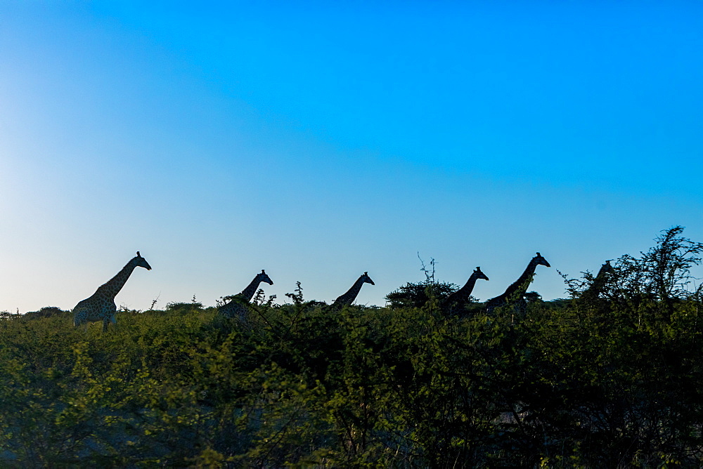 Giraffe (Giraffa camelopardalis), Zululand, South Africa, Africa