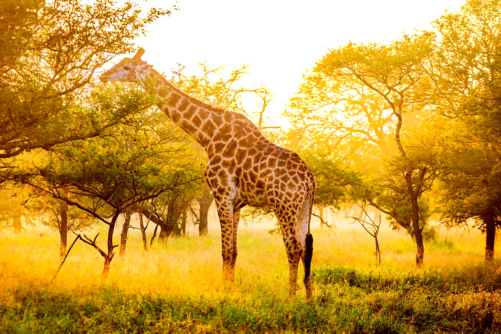 Giraffe (Giraffa camelopardalis), Zululand, South Africa, Africa