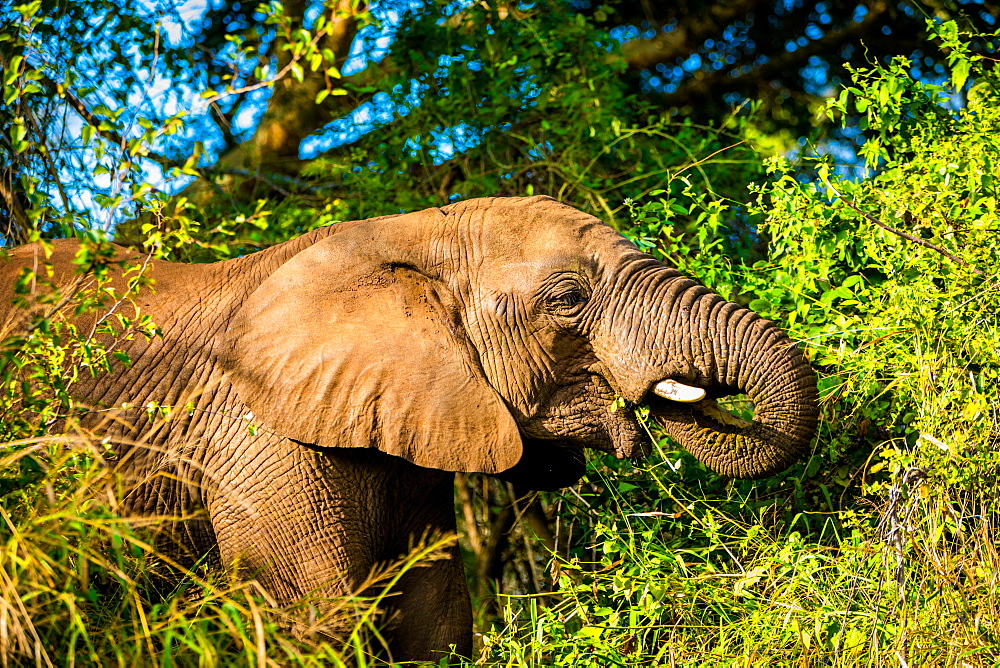 African Elephant (Loxodonta Africana), Zululand, South Africa, Africa