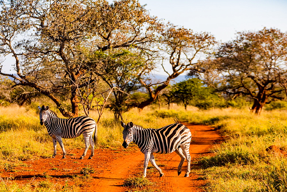 Zebras (Equus zebra), Zululand, South Africa, Africa