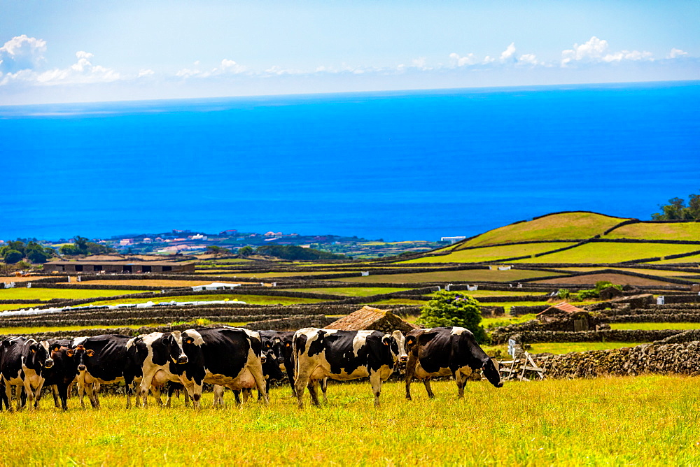 Scenic view with cows on Terceira Island in the Azores, Portugal, Atlantic, Europe