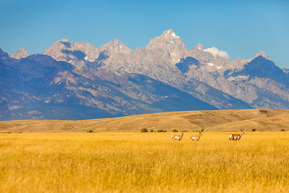 Deer wandering Yellowstone National Park, UNESCO World Heritage Site, Wyoming, United States of America, North America