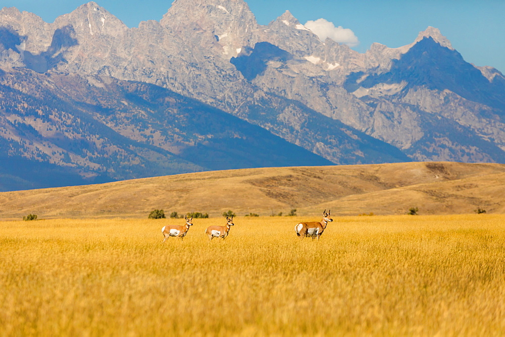 Deer wandering Yellowstone National Park, UNESCO World Heritage Site, Wyoming, United States of America, North America