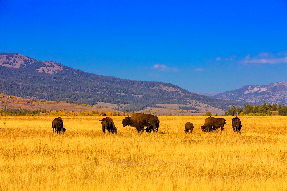 Buffalo roaming free in Jackson, Wyoming, United States of America, North America