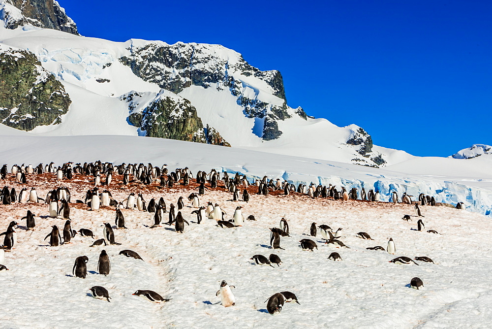 Gentoo penguins roaming around in scenic Antarctica, Polar Regions