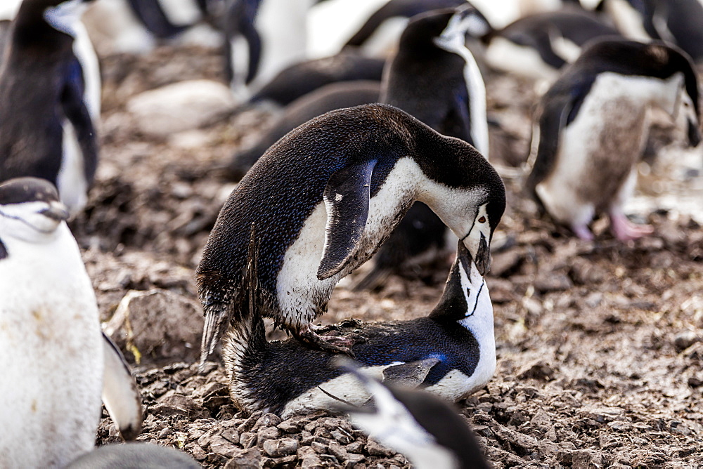 Chinstrap Penguins mating in Antarctica, Polar Regions