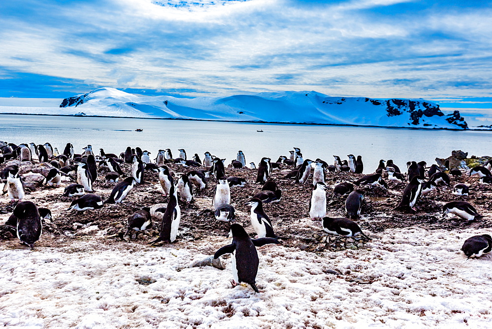 View of Chinstrap Penguins and glaciers in Antarctica, Polar Regions