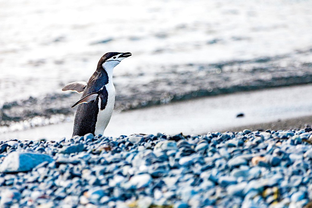 View of Chinstrap Penguin, Antarctica, Polar Regions