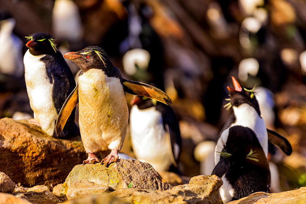 Macaroni penguins (Eudyptes chrysolophus) roaming around New Island, Falkland Islands, South America