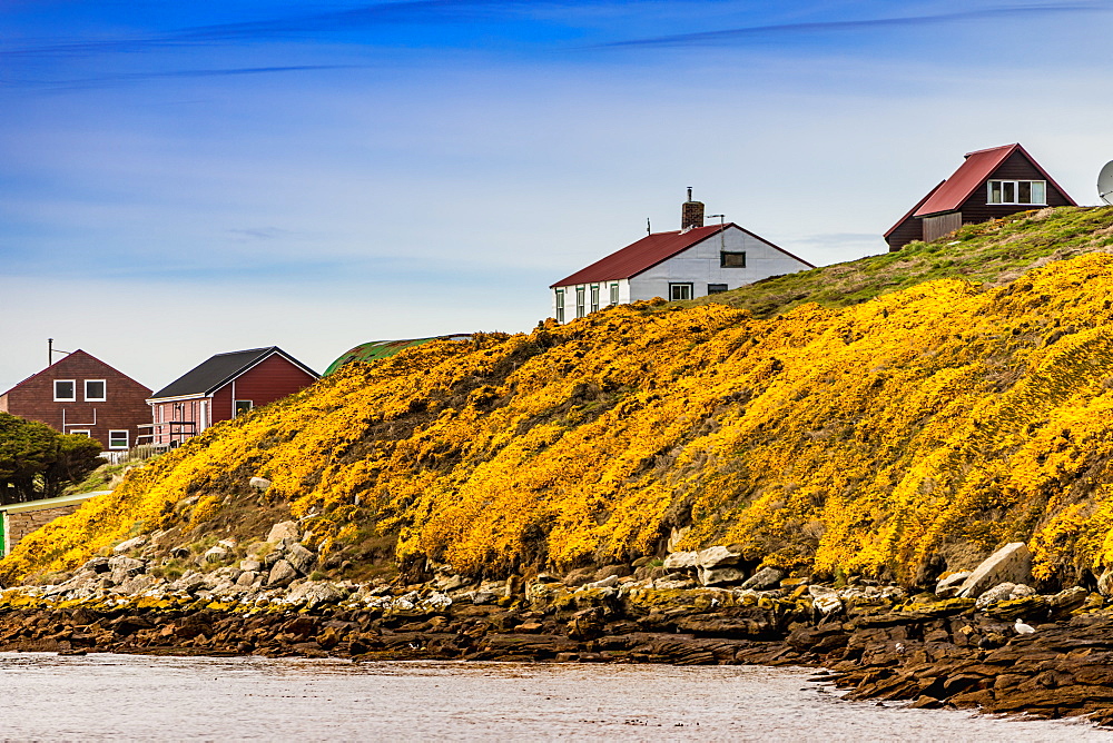 Scenic view of New Island in the Falkland Islands, South America