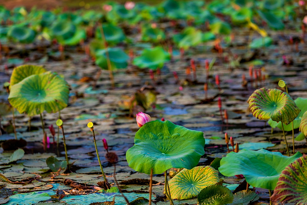 Lily pads floating in the Mekong Delta, Cambodia, Indochina, Southeast Asia, Asia