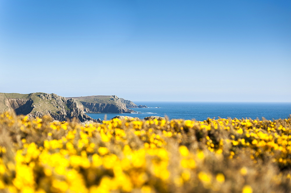 Gorse covered cliffs along Cornish coastline near Land's End at the westernmost part of the British Isles, Cornwall, England, United Kingdom, Europe