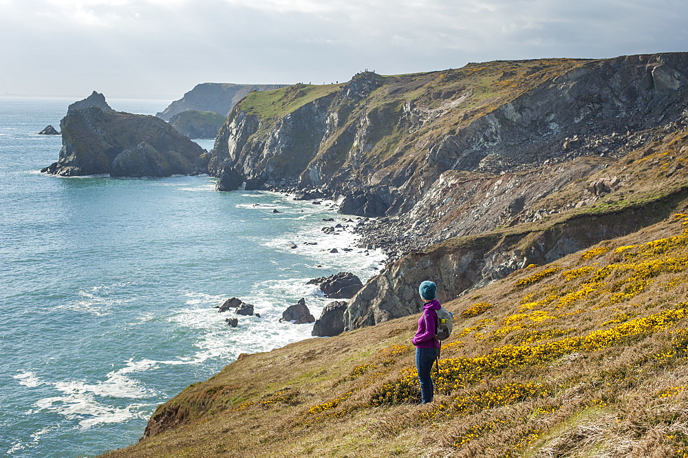 A woman looks out over dramatic Cornish coastline near Kynance Cove on the Lizard Peninsula, Cornwall, England, United Kingdom, Europe