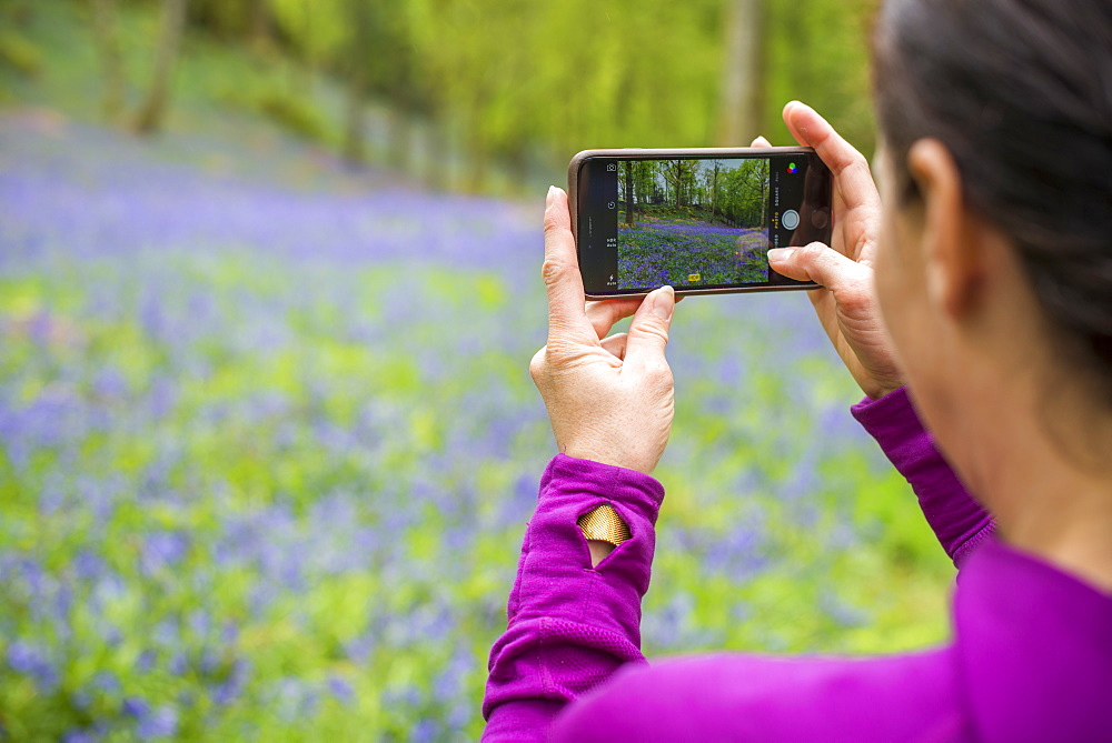 A woman takes a photo on her smartphone of a forest floor covered in bluebells in the Lake District, Cumbria, England, United Kingdom, Europe