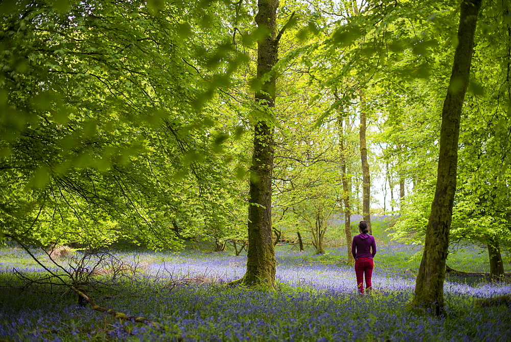 A woman explores the forest floor of Jeffy Knotts Woods covered in bluebells, Lake District National Park, Cumbria, England, United Kingdom, Europe