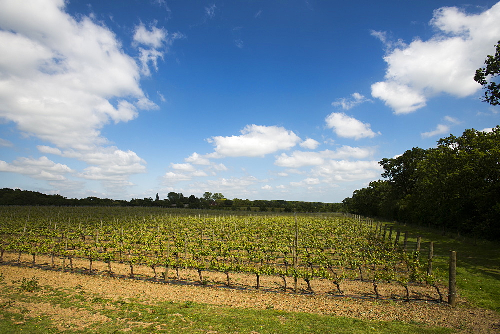 A vineyard in Sussex, England, United Kingdom, Europe