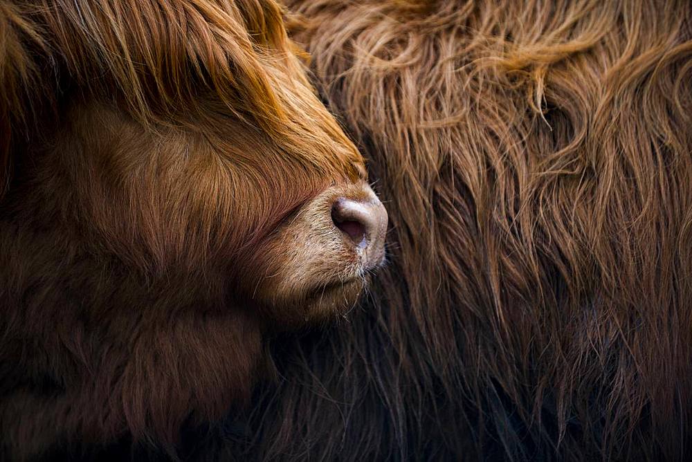 Highland cow near Shiel Bridge in the Scottish Highlands, Scotland, United Kingdom, Europe