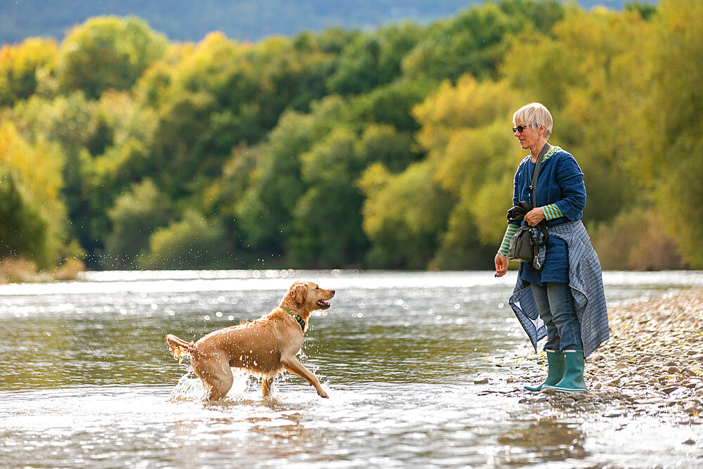 A woman plays with her Golden Retriever dog in the River Wye river on a sunny day, Powys, Wales, United Kingdom, Europe