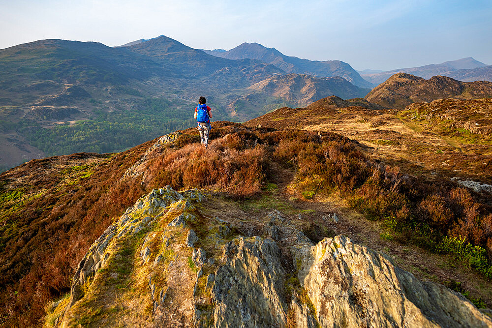 A woman trekking in Snowdonia walks across the top of Mynydd Sygun near Bedgellert with views of Mount Snowdon in the distance, Gwynedd, Wales, United Kingdom, Europe