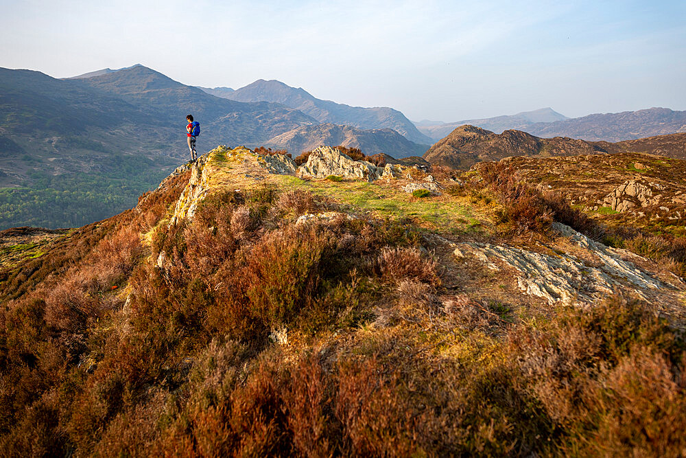 A woman trekking in Snowdonia walks across the top of Mynydd Sygun near Bedgellert with views of Mount Snowdon in the distance, Gwynedd, Wales, United Kingdom, Europe