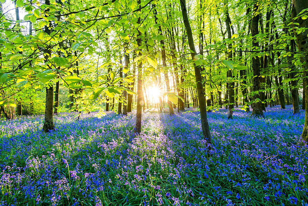 Bluebells cover a woodland floor during Spring in a small forest and catch the last rays of sun, Dorset, England, United Kingdom, Europe