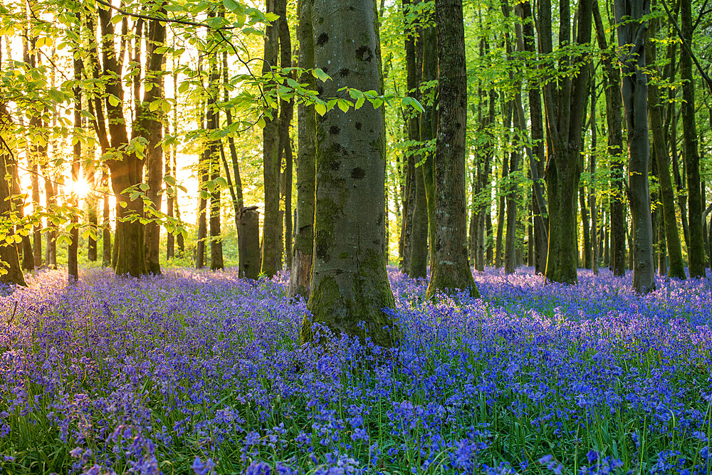 Bluebells cover a woodland floor during Spring in a small forest and catch the last rays of sun, Dorset, England, United Kingdom, Europe