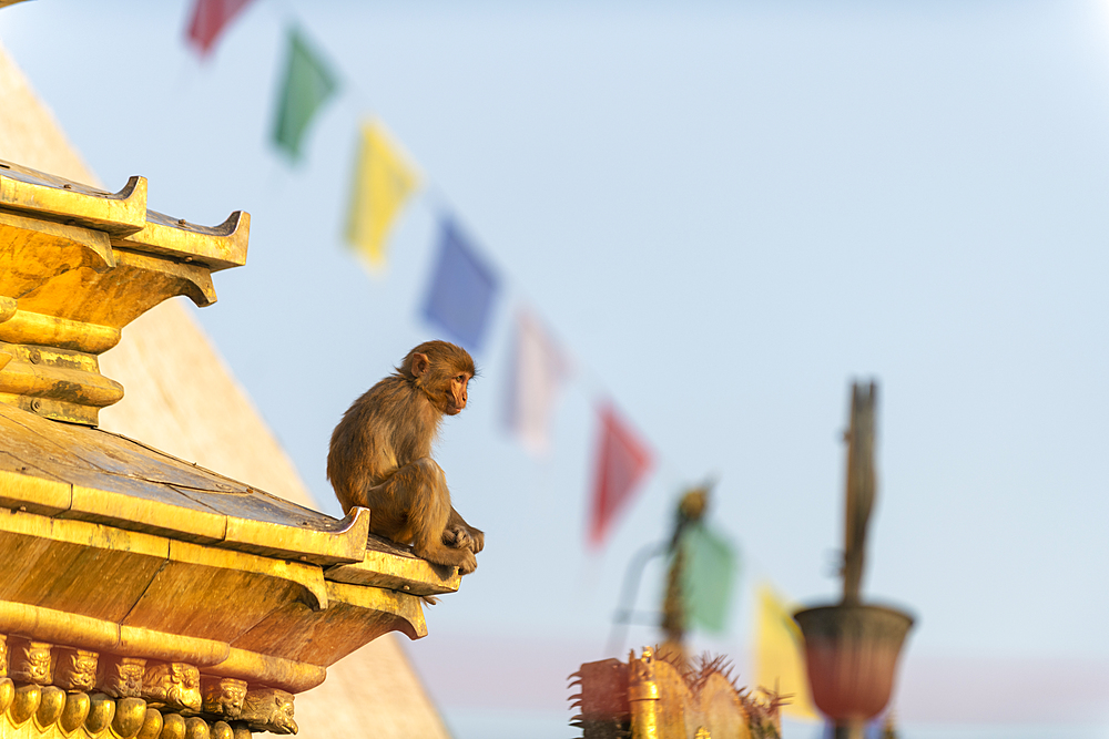 A macaque monkey at Swayambhunath (Monkey Temple) in front of prayer flags, UNESCO World Heritage Site, Kathmandu Valley, Nepal, Asia