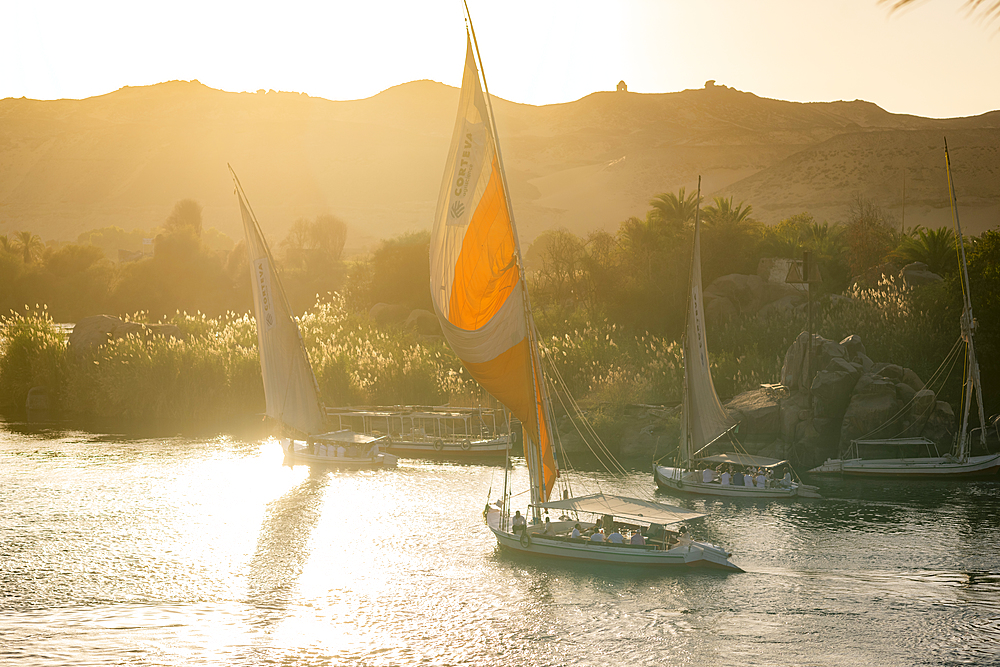 Traditional Felucca sailboats with wooden masts and cotton sails on the River Nile, Aswan, Egypt, North Africa, Africa