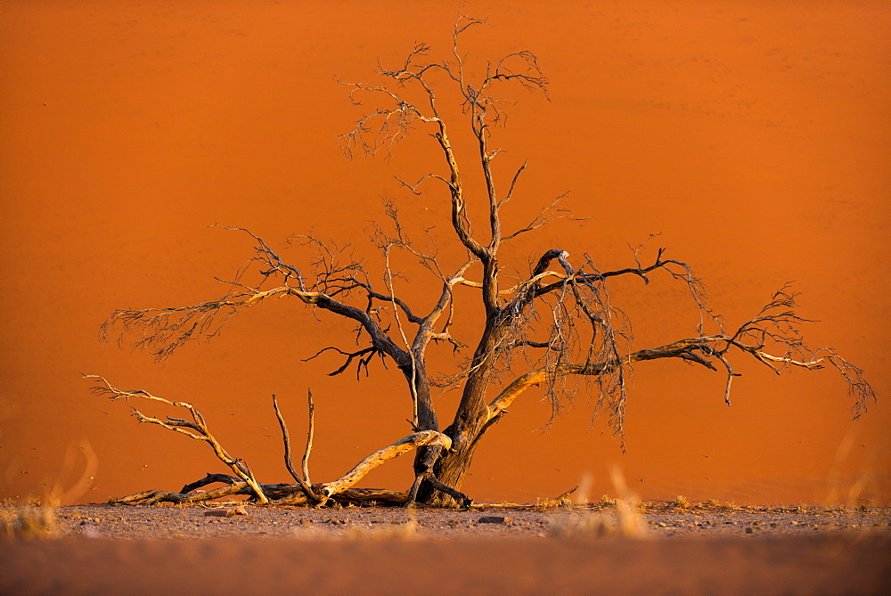 Acacia tree in front of Dune 45 in the Namib Desert at sunset, Sossusvlei, Namib-Naukluft Park, Namibia, Africa