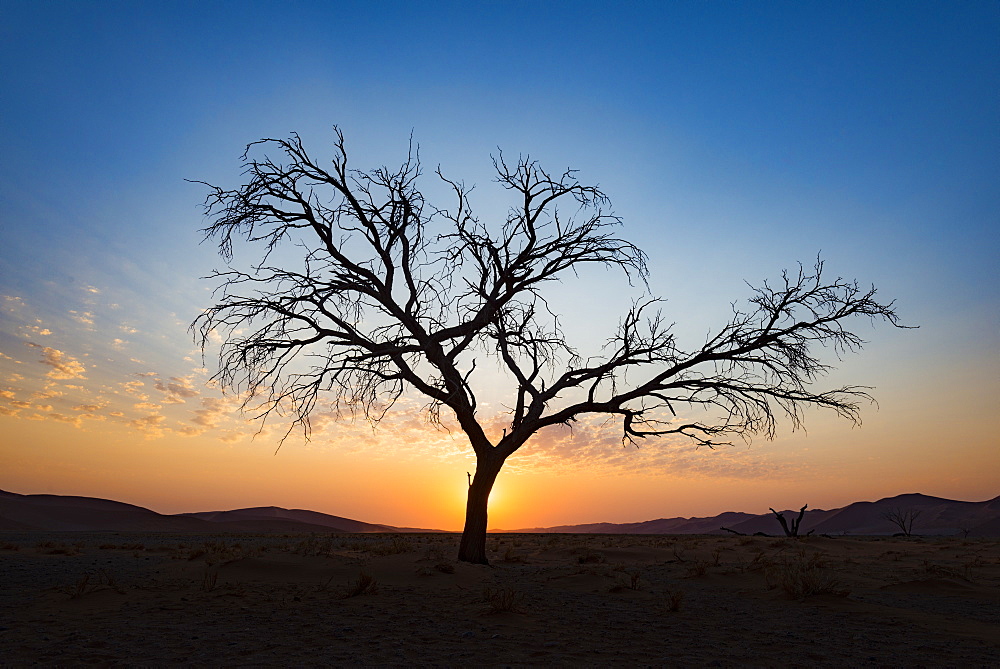 Acacia tree near Dune 45 in the Namib Desert at sunset, Sossusvlei, Namin-Naukluft Park, Namibia, Africa